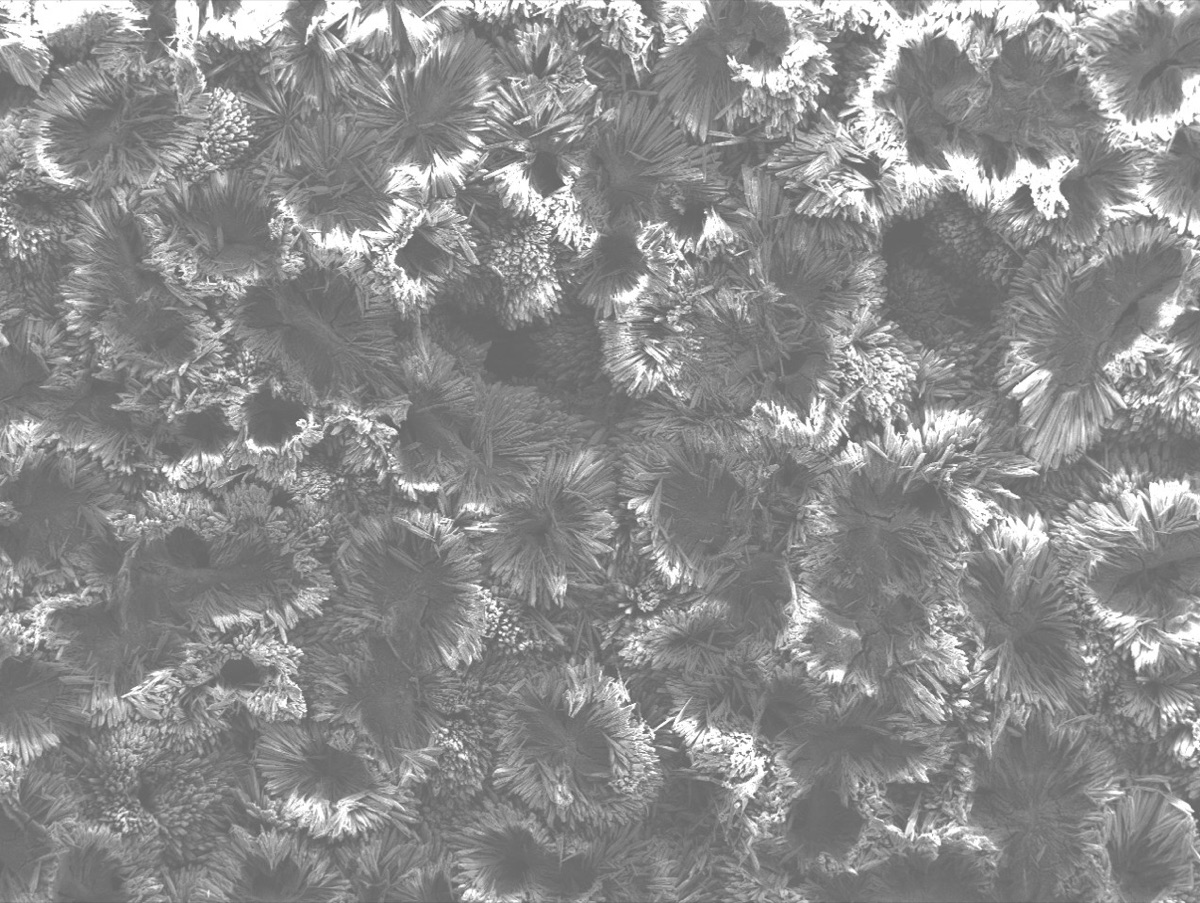SEM image